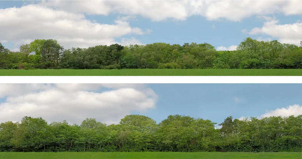 ID Backscenes 147D Trees OO Gauge 15" Backscene