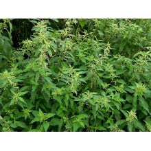 Tasma Products 00899 Nettles  (14 Per Pack) Height 5/8th Inch  - OO Scale