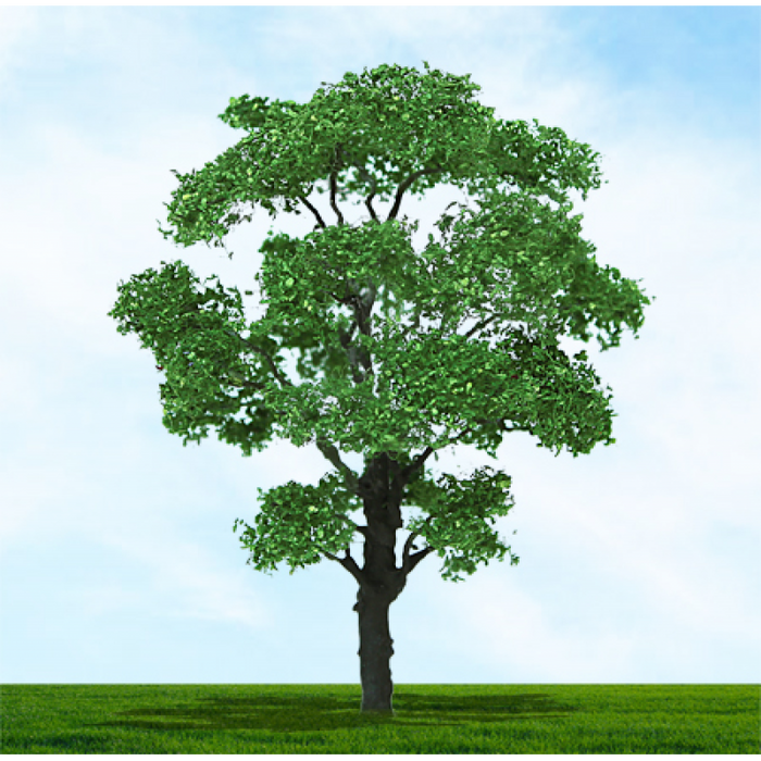 Tasma 003958 Chestnut Trees, 38mm & 50mm, (4pk) N Scale