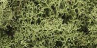 Woodland Scenics L164 Dark Green Lichen (Bag covers 186.6 cu inches approx)