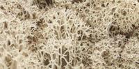 Woodland Scenics L166 Natural Lichen (Bag covers 86.6 cubic inches approx)