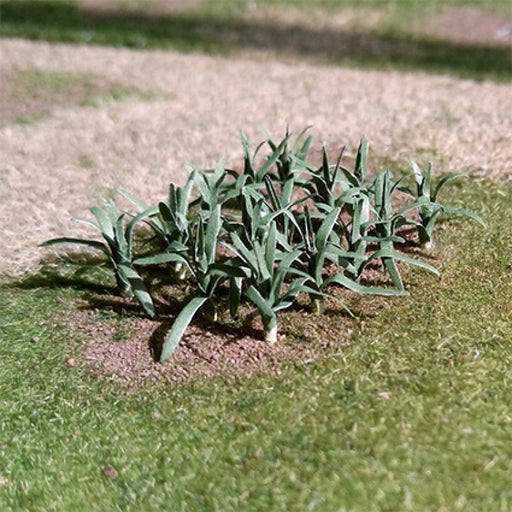 Tasma Products 00985 Leeks (12 Pk)