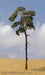 Model Scene BR100 Pine Trees (3) Medium with Trunk - (80mm - 110mm high)