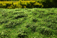 Model Scene F502 Grass Mat with Low Bushes - Early Summer (OO Scale)