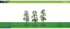 Hornby R8918 Skale Scenics Professional Trees Birch (3)