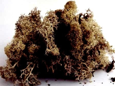 Natural Scenics FLM-SMLG-S Autumn Brown Lichen (Small Pack) - Suitable for all scales