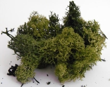 Natural Scenics FLM-SMDG-S Dark Green Lichen (Small Pack) - Suitable for all scales