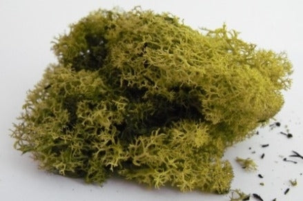 Natural Scenics FLM-SMMG-S Medium Green Lichen (Small Pack) - Suitable for use in all Scales