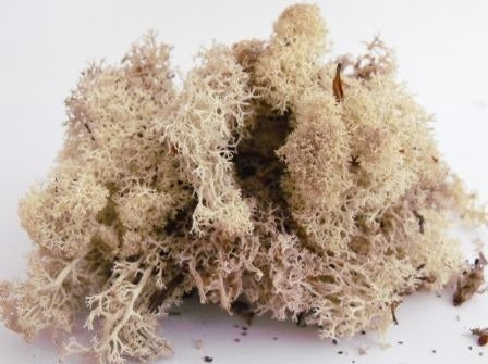 Natural Scenics FLM-SMN-S Natural Lichen (Small Pack) - Suitable for use with all scales