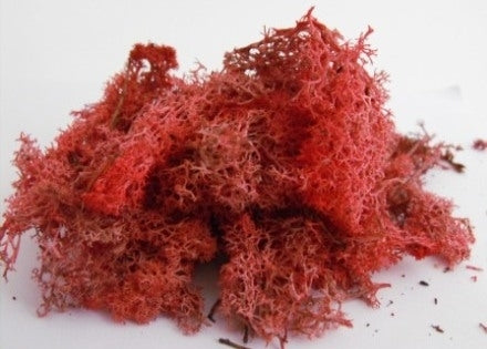 Natural Scenics FLM-SMAR-S Autumn Red Lichen (Small Pack) - Suitable for all scales
