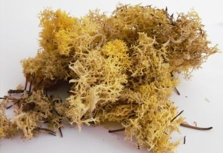 Natural Scenics FLM-SMAY-S Autumn Yellow Lichen (Small Pack) - Suitable for all scales